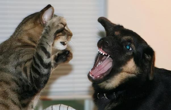 猫为什么跟狗水火不容,狗来穷猫来富是什么说法