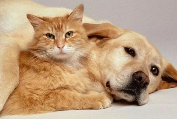 猫为什么跟狗水火不容,狗来穷猫来富是什么说法