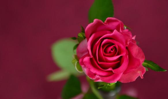 为什么女生比男生更容易移情别恋