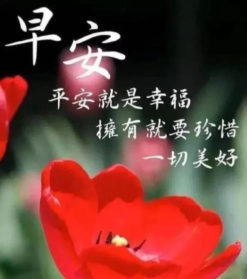 早上好情人暧昧问候玫瑰图片