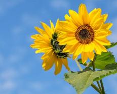 太聪明的人有什么表现，智商高的女孩特征