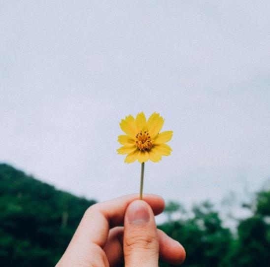 一只手拿花伤感的图片,一只手拿花的图片唯美高清