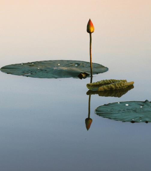 与世无争看淡一切图片