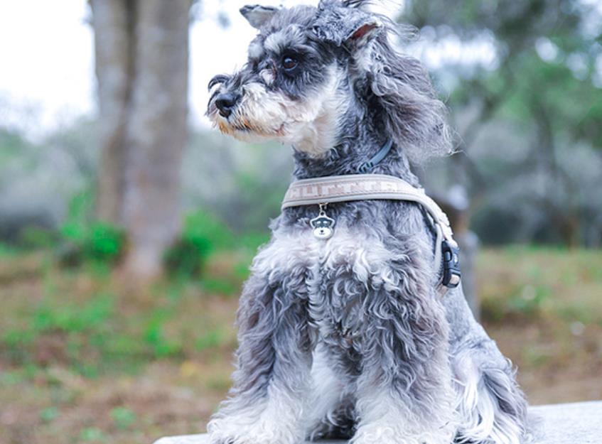 雪纳瑞犬为什么不建议养,雪纳瑞智商相当于几岁
