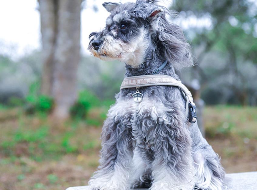 雪纳瑞犬为什么不建议养，雪纳瑞智商相当于几岁