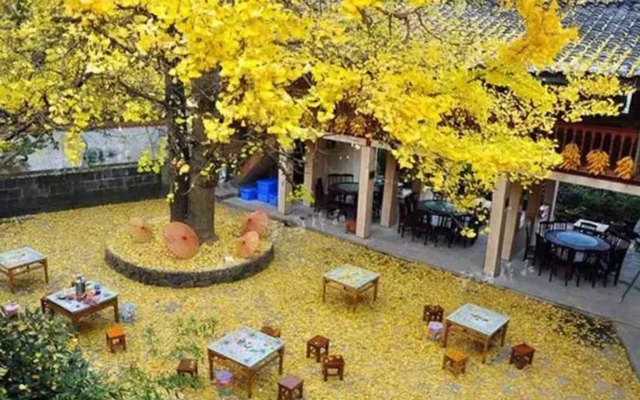 庭院适合种什么花和树,庭院花园设计实景图