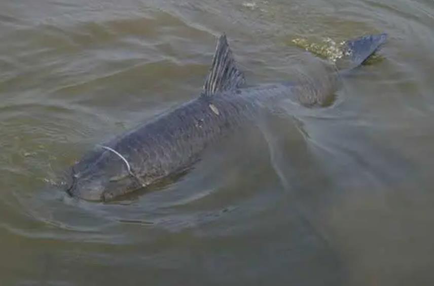 青鱼为啥叫索命鱼,青鱼和草鱼哪个口感好