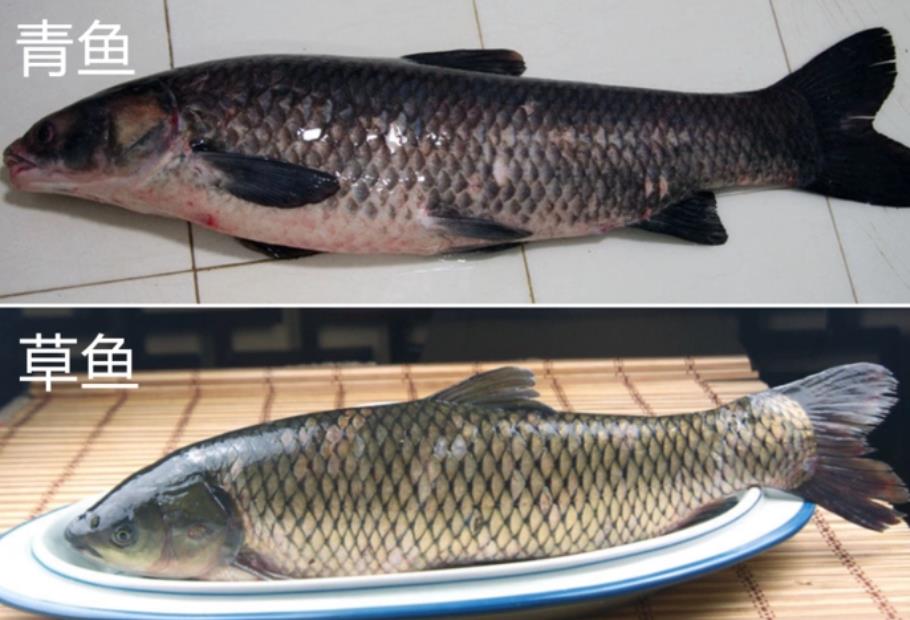 青鱼为啥叫索命鱼,青鱼和草鱼哪个口感好