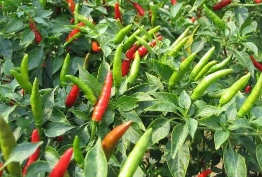 男人应该吃的八种食物,男人应该吃什么维生素