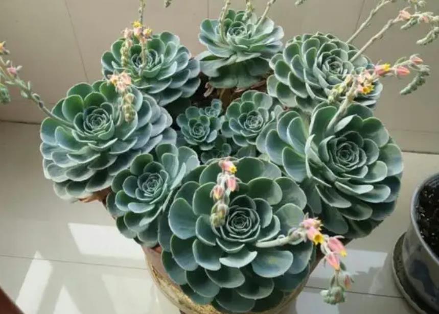 多肉开花代表什么预兆,多肉开花要不要剪掉