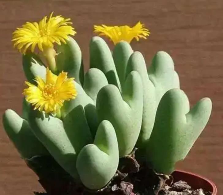 多肉开花代表什么预兆,多肉开花要不要剪掉