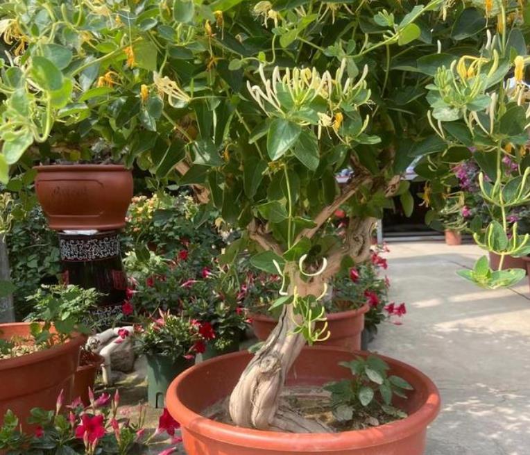 怎样让金银花长成粗桩,金银花花蕊是什么颜色