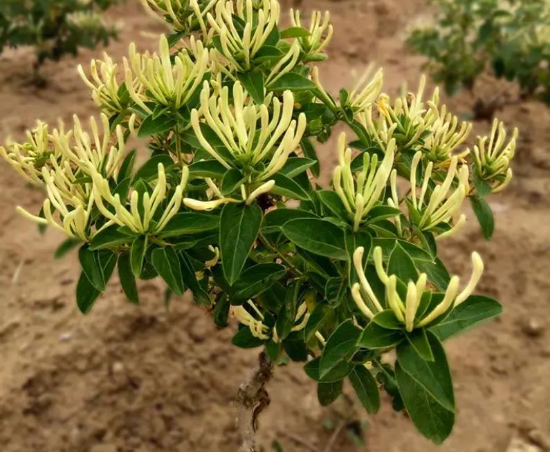 怎样让金银花长成粗桩,金银花花蕊是什么颜色