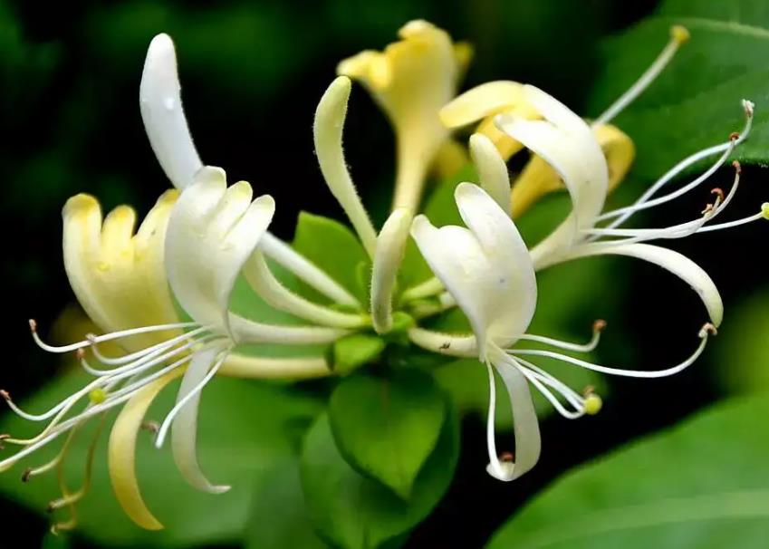 怎样让金银花长成粗桩,金银花花蕊是什么颜色