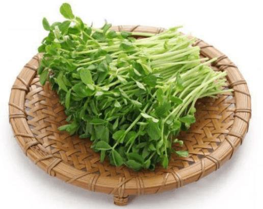 绿叶菜种类大全及名称,绿叶菜有哪些品种图片和名字