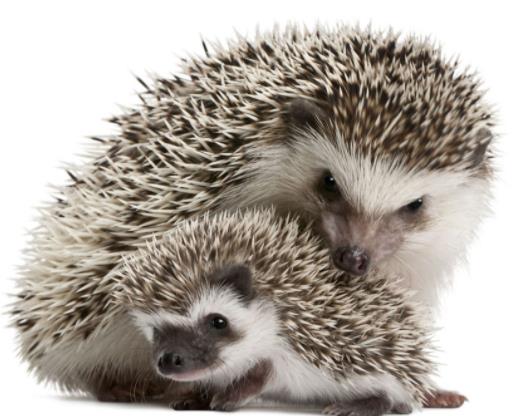 两只刺猬的拥抱图片,两只刺猬拥抱的伤感图