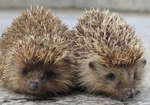 两只刺猬的拥抱图片,两只刺猬拥抱的伤感图-528时尚网