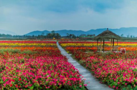漂亮的花草风景图片，特别漂亮的风景图片