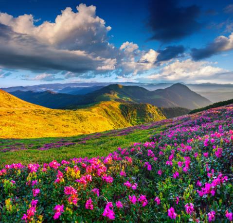 漂亮的花草风景图片