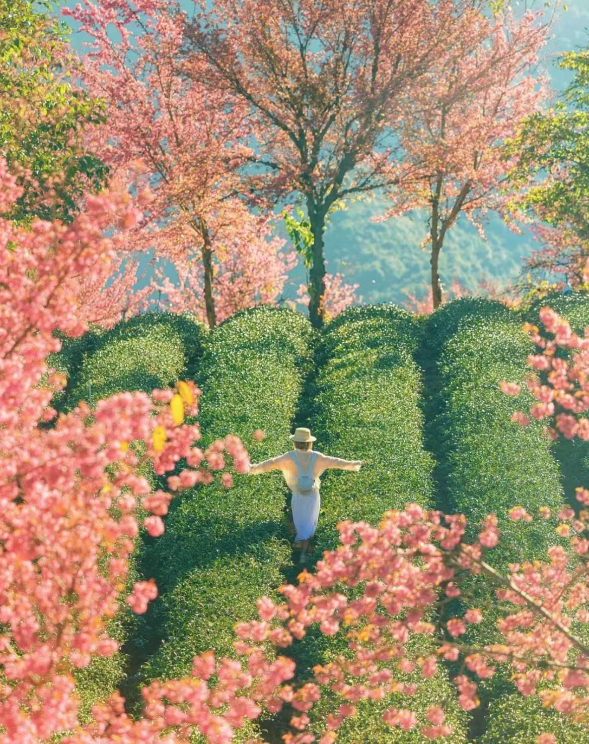 漂亮的花草风景图片