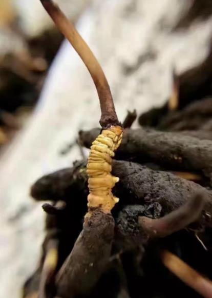 虫草的真实照片,人工种植的虫草的图片