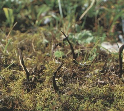 虫草的真实照片,人工种植的虫草的图片