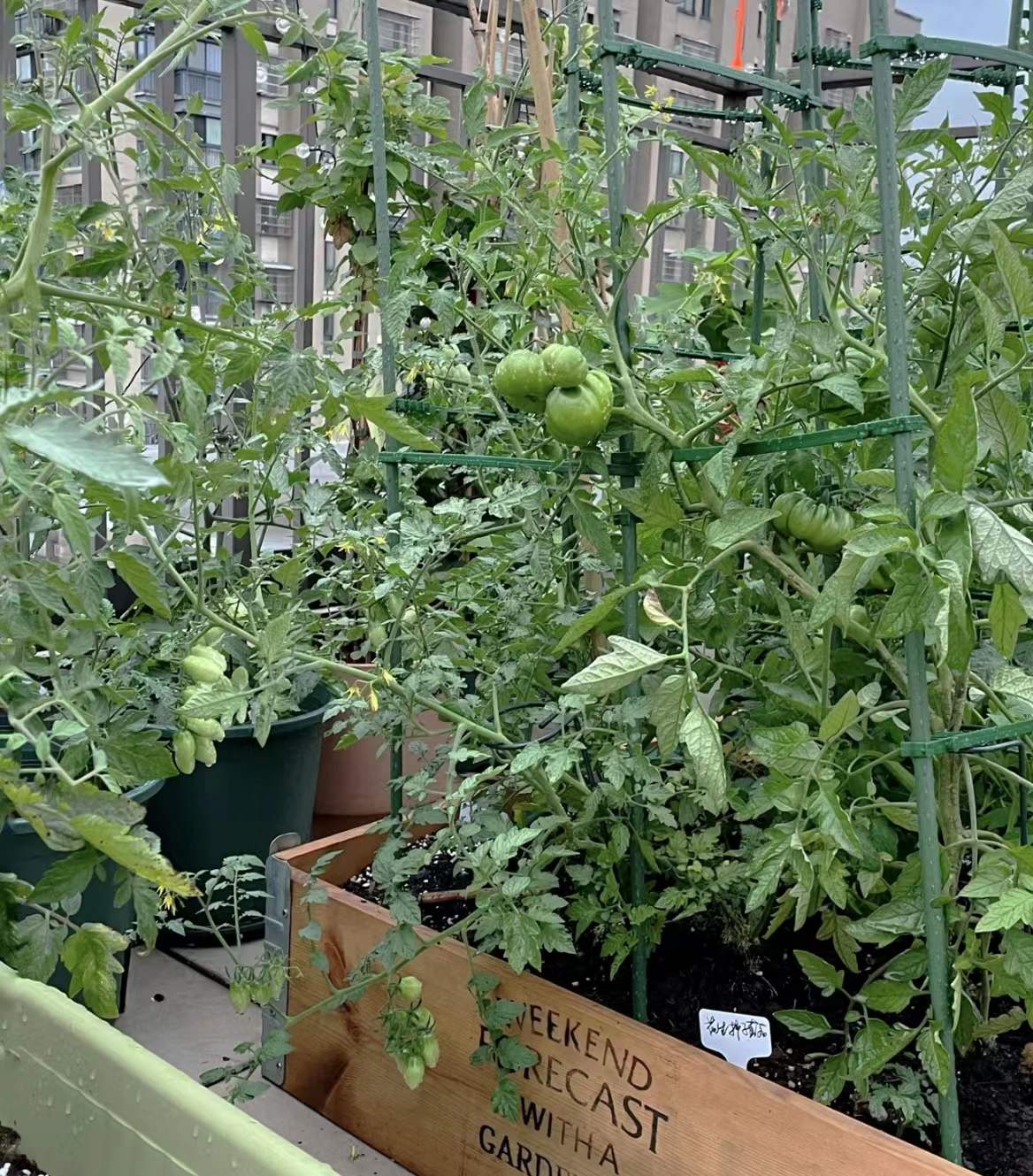 露台院子种菜图片,露台花园布置技巧