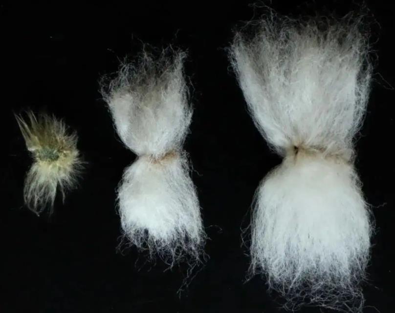 长绒棉和纯棉有什么差别，长绒棉面料的优点和缺点
