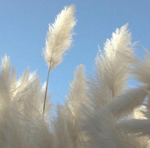 为什么有人喜欢治愈系的东西,喜欢治愈系的女生性格