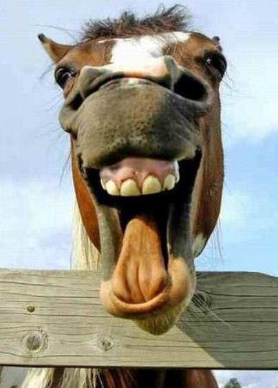 一张能把别人笑死的图片,最后一张笑死我了图片