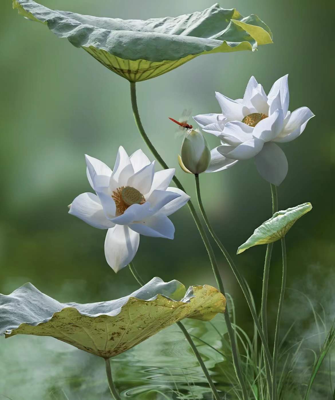 荷花图片大全高清唯美