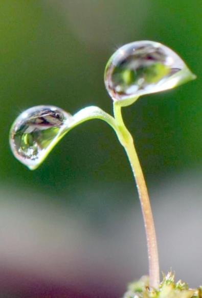嫩芽露水图片高清大图,春天嫩芽水珠图片大全