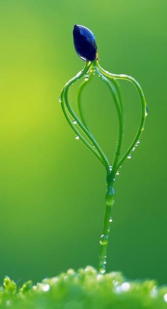 嫩芽露水图片高清大图,春天嫩芽水珠图片大全