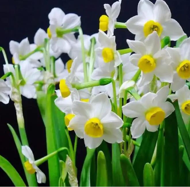 什么花不用晒太阳,什么花常年开花