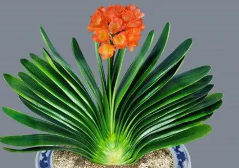 什么花不用晒太阳,什么花常年开花