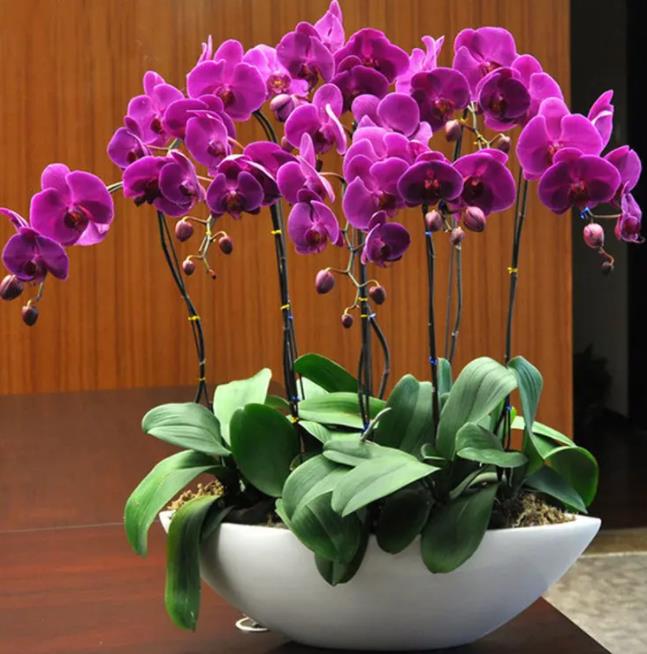 什么花不用晒太阳,什么花常年开花