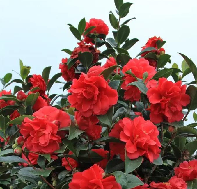 什么花不用晒太阳,什么花常年开花