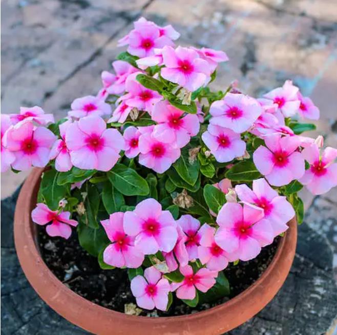 什么花不用晒太阳,什么花常年开花