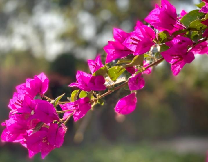 什么花不用晒太阳,什么花常年开花