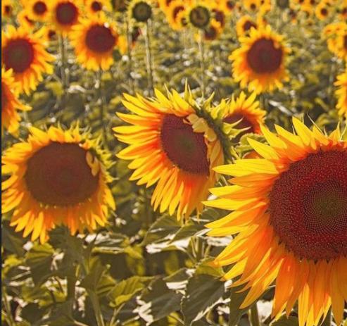 为什么有人喜欢治愈系,喜欢看治愈系什么心态