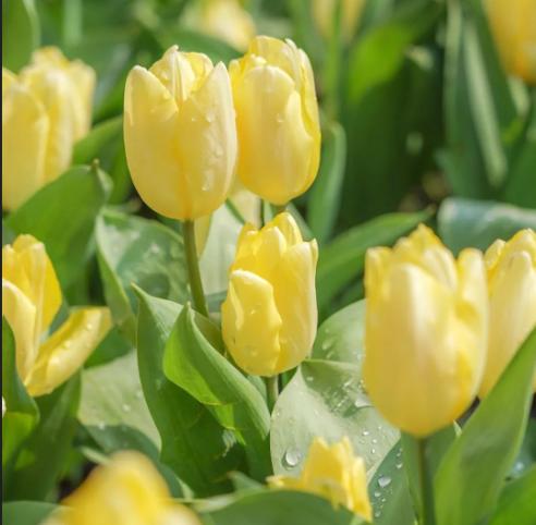 为什么有人喜欢治愈系,喜欢看治愈系什么心态