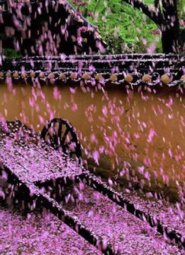 花瓣飘落真实图片，落花图片唯美图