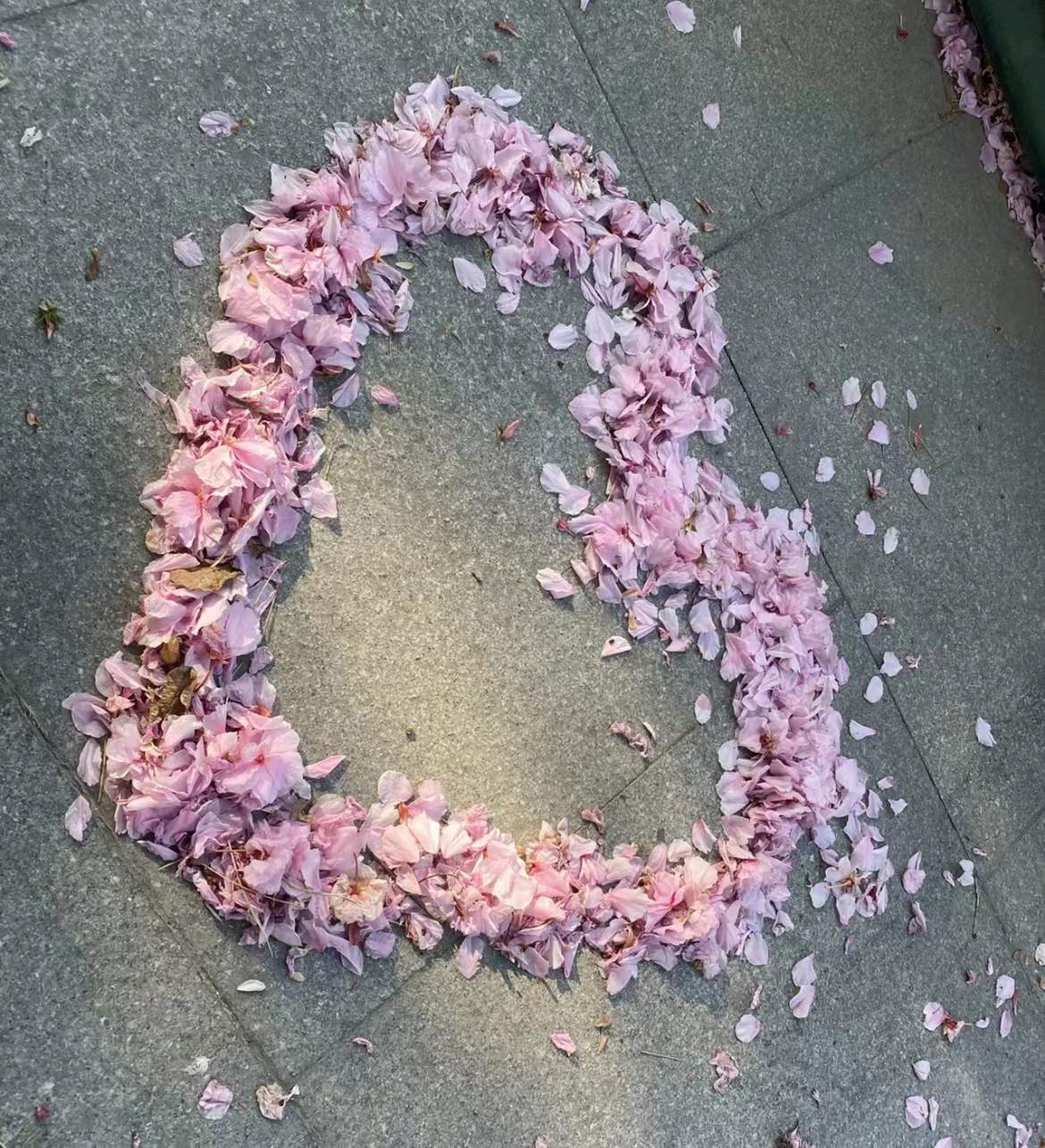 花瓣飘落真实图片,落花图片唯美图