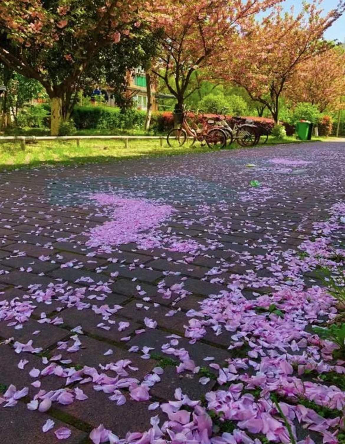 落花纷飞图片高清图片