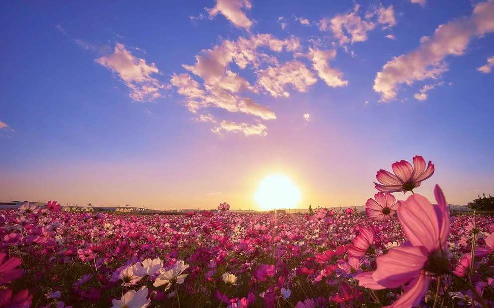 绝美怒放百花图片,惊艳动人的美丽花朵图片