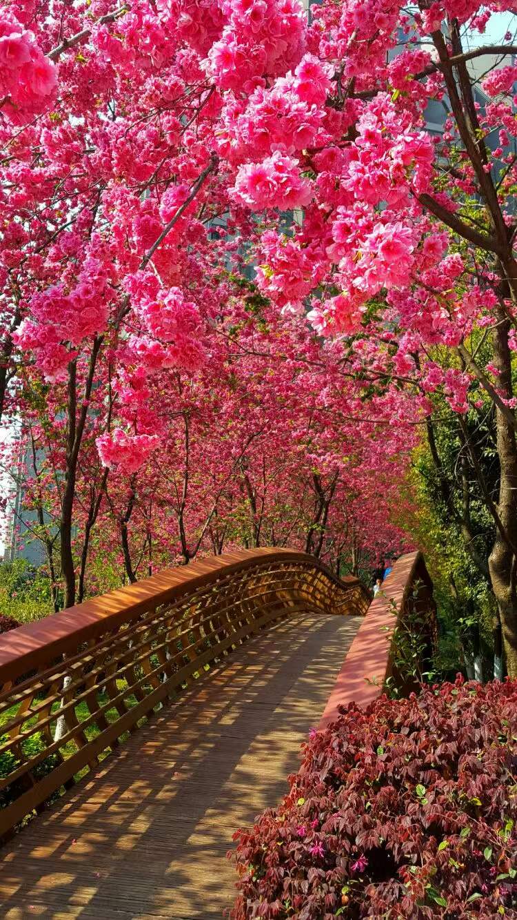 绝美怒放百花图片,惊艳动人的美丽花朵图片