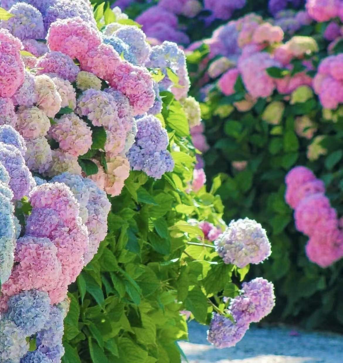 绝美怒放百花图片,惊艳动人的美丽花朵图片