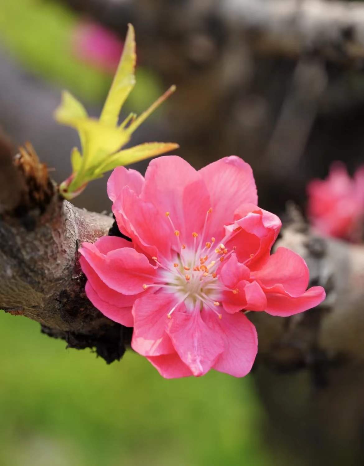 桃源仙境图高清图片,桃花盛开美图高清大图