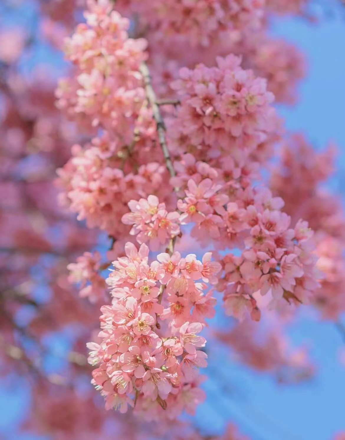 桃源仙境图高清图片,桃花盛开美图高清大图