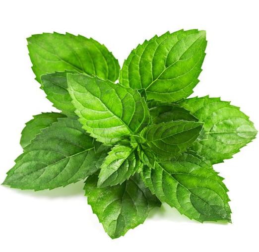 薄荷味女生是什么意思，一个男生说女生像薄荷味代表什么